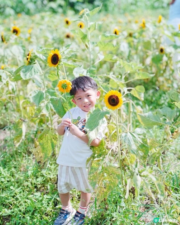 🌻 信芯園：與向日葵的一小時🌻