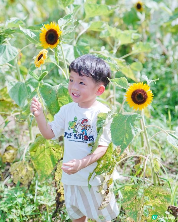🌻 信芯園：與向日葵的一小時🌻