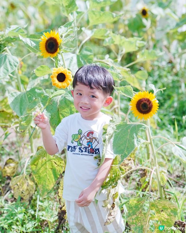 🌻 信芯園：與向日葵的一小時🌻