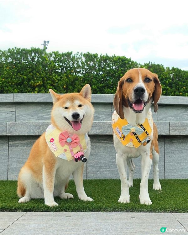 全港首個專為狗狗而設嘅慈善音樂會〔SING FOR PAW〕...
