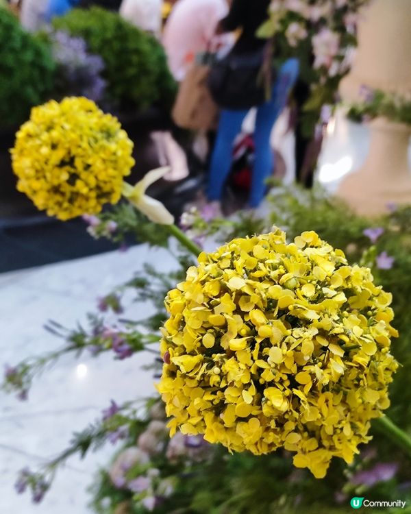 🌷我愛花花🌷之置地廣場靚花園💐