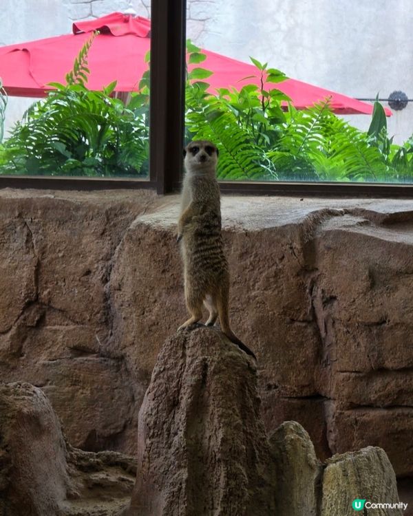 夏日熊貓生日派對！🥳🐼