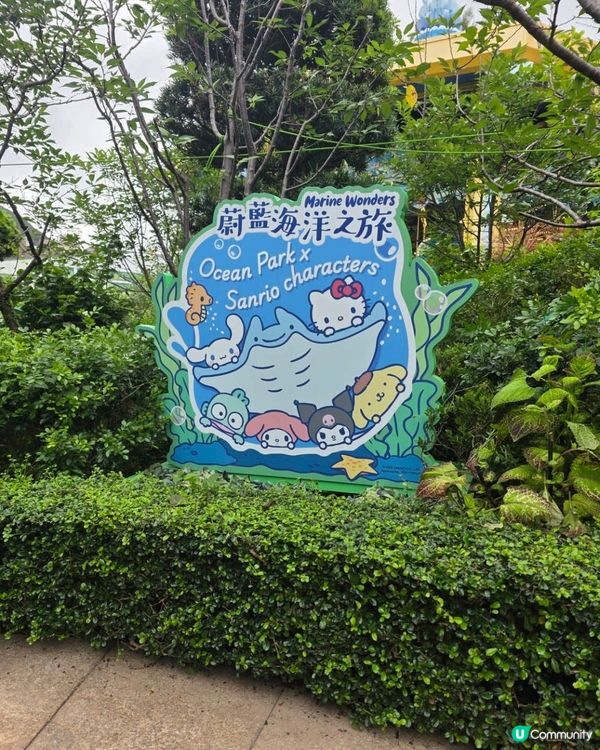 夏日熊貓生日派對！🥳🐼