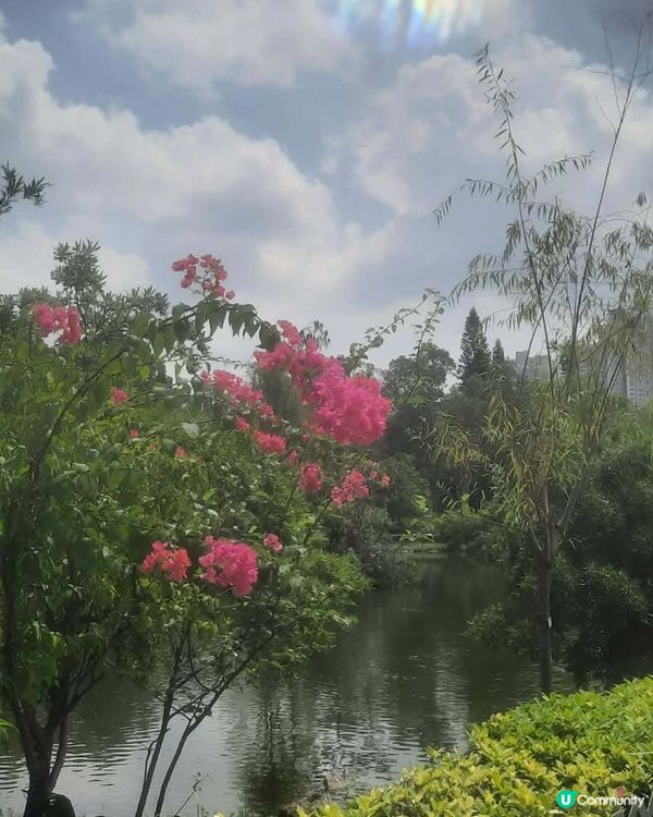 北區公園 秘境尋幽 🌳 💧 🌸