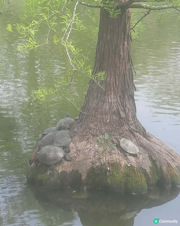 北區公園 秘境尋幽 🌳 💧 🌸