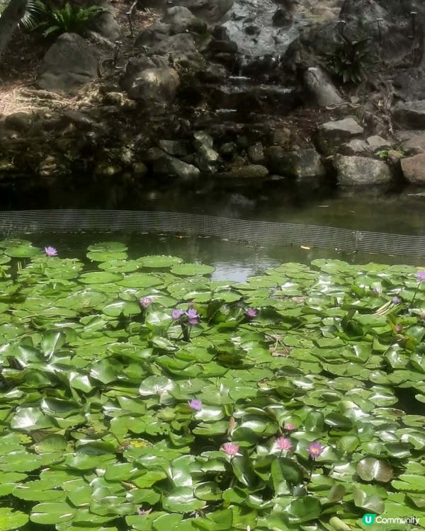 北區公園 秘境尋幽 🌳 💧 🌸