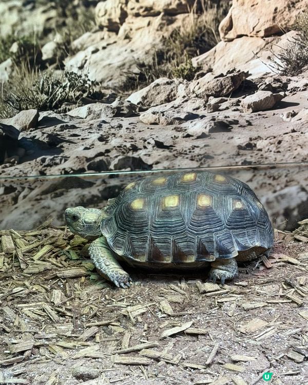 2026週末好去處 🐍《另類寵物世界2026》展覽🦎