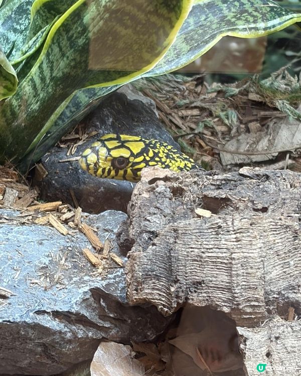 2026週末好去處 🐍《另類寵物世界2026》展覽🦎