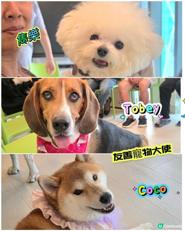 狗狗嘅陪伴果然有著神奇的治癒力量！睇到每位受惠人士臉上都掛滿...