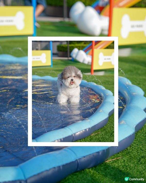 投奔初夏 💦 狗狗嬉水「萌寵動感夏運會」登場🏆