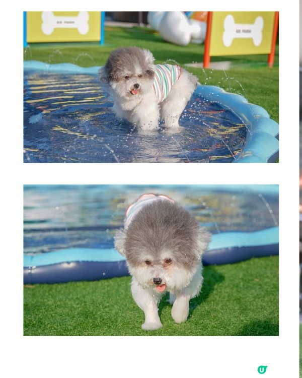 投奔初夏 💦 狗狗嬉水「萌寵動感夏運會」登場🏆