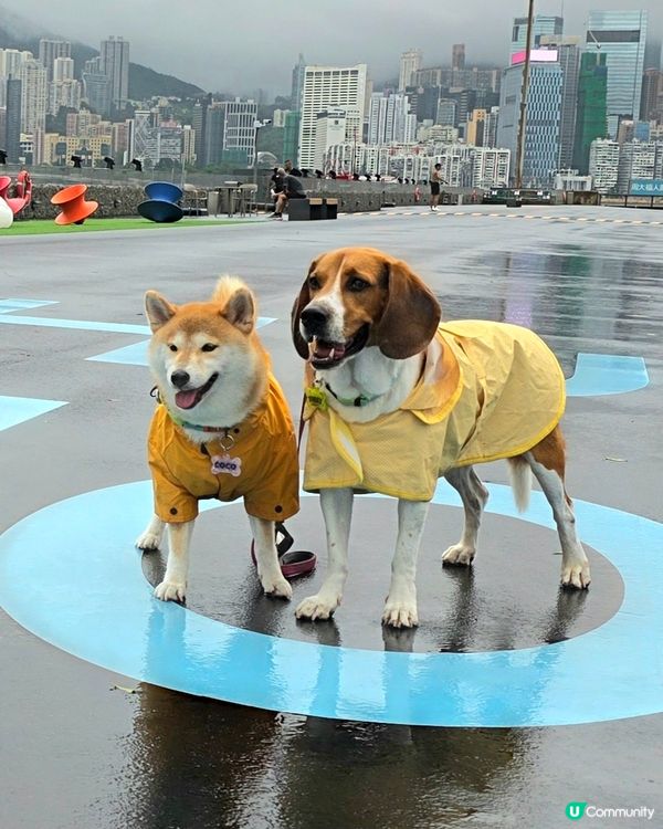 本來今日係出海同去音樂會嘅, 打風取消咗及改期. 點知有人一...