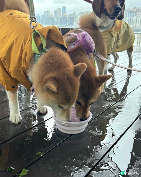 本來今日係出海同去音樂會嘅, 打風取消咗及改期. 點知有人一...