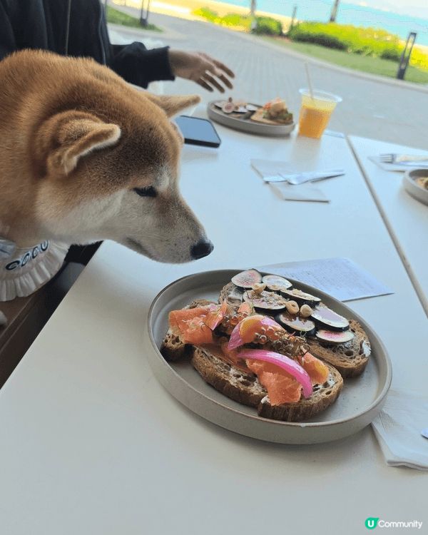 西九高質 Brunch 推介：美食、美景與毛孩 🐾