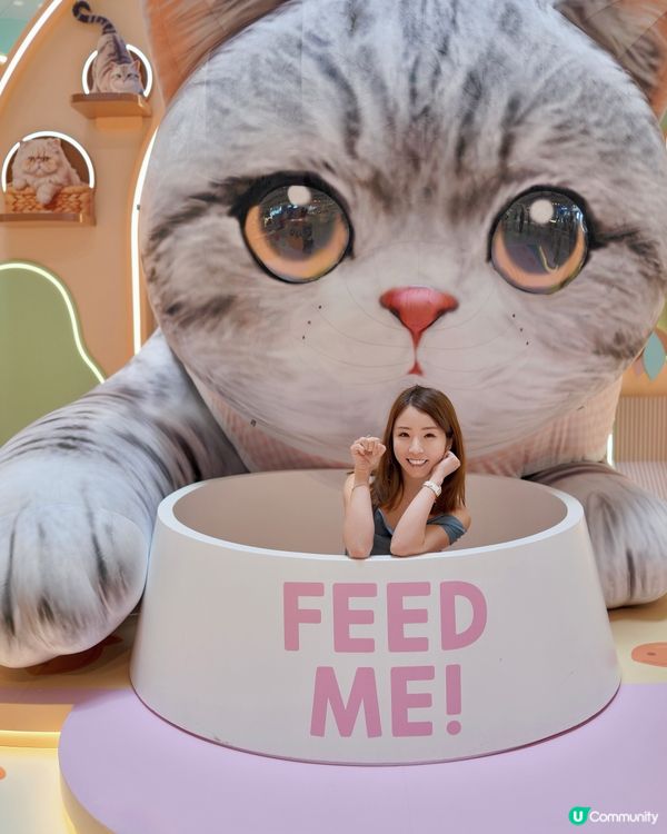 來探可愛小貓迷🐈