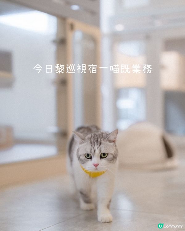 豆花豬貓酒店初體驗，首次入住獨家9折！