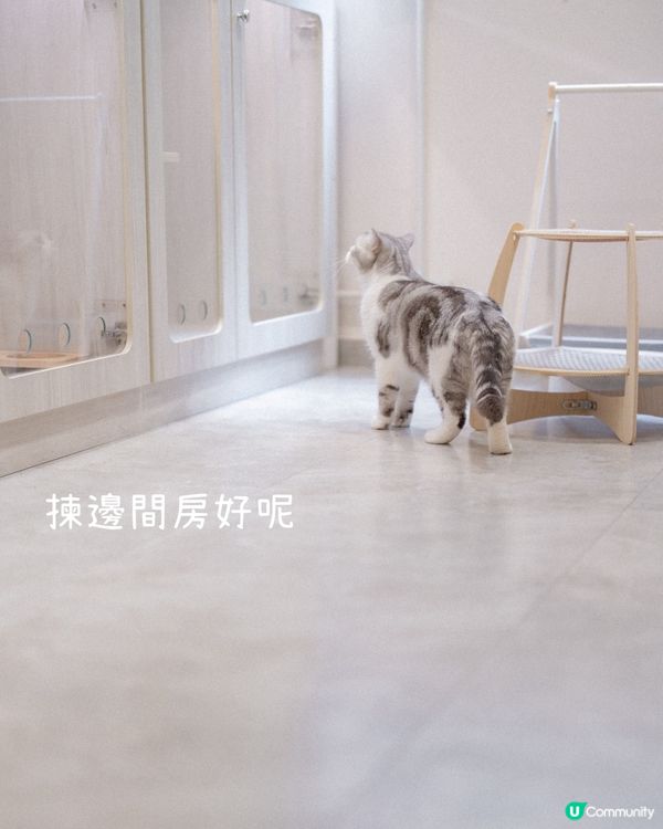 豆花豬貓酒店初體驗，首次入住獨家9折！