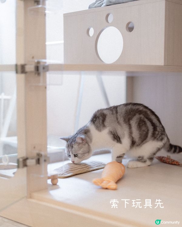 豆花豬貓酒店初體驗，首次入住獨家9折！
