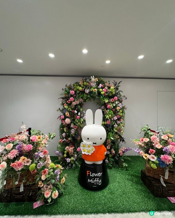 可愛😍Miffy 70 週年限定店！💐✨