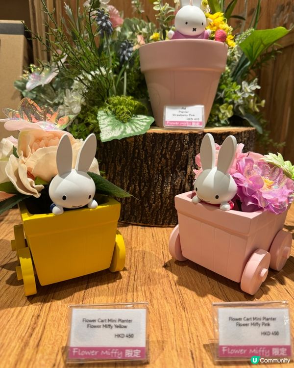 可愛😍Miffy 70 週年限定店！💐✨