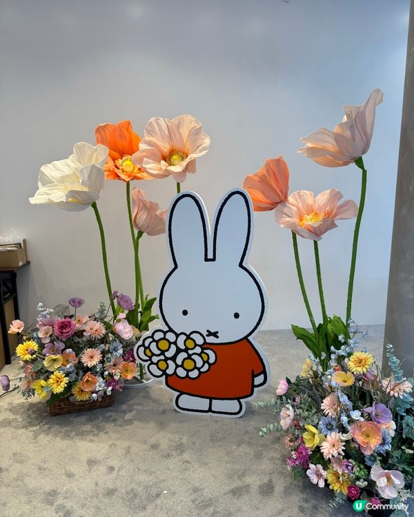 可愛😍Miffy 70 週年限定店！💐✨