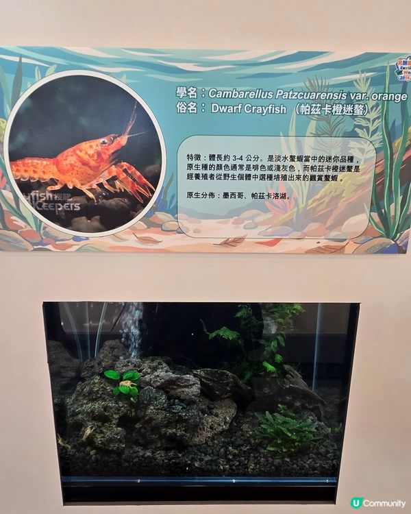 另類寵物世界