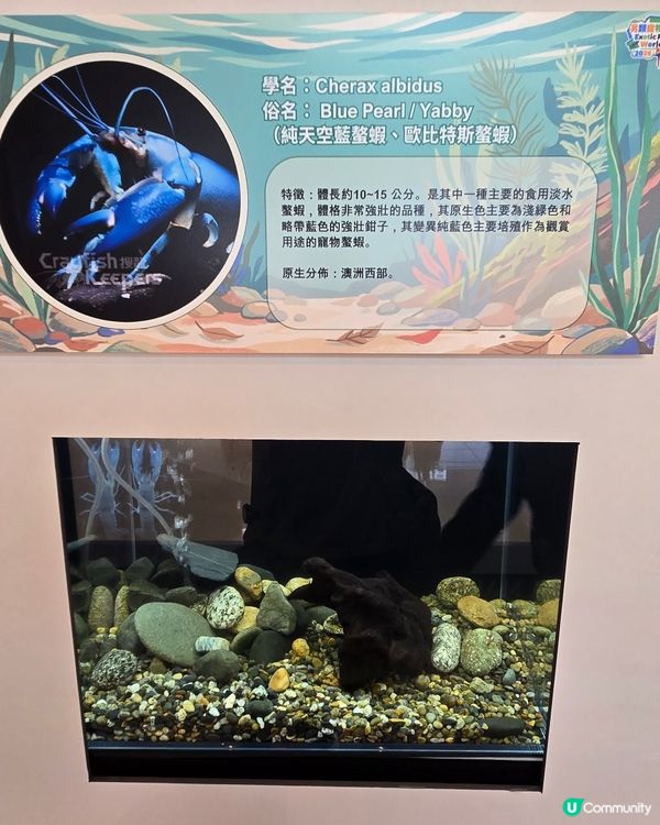 另類寵物世界
