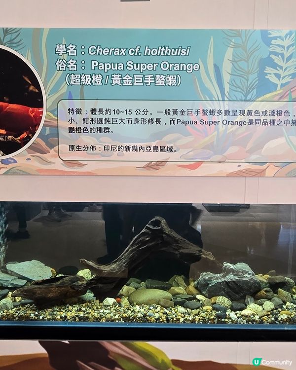 另類寵物世界