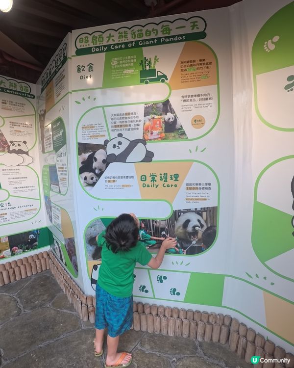 海洋公園變身熊貓樂園🐼