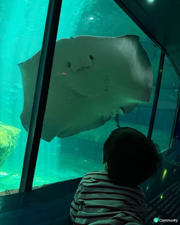 暑假緊係要黎海洋公園玩啦，原來嚟緊係熊貓嘅生日呀，四圍都係熊...