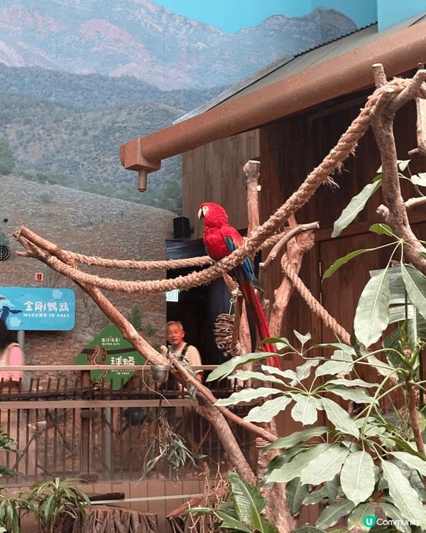 係海洋公園見到好多唔同種類嘅小動物，又有得玩又有得睇，仲有好...