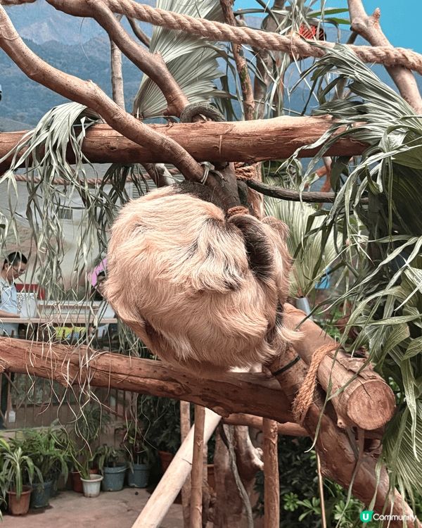 係海洋公園見到好多唔同種類嘅小動物，又有得玩又有得睇，仲有好...