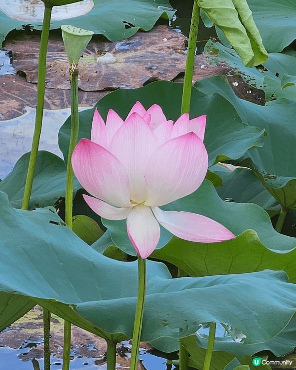 深圳石岩濕地公園，位於寶安區石岩湖水庫東，免費入園，環湖碧道...