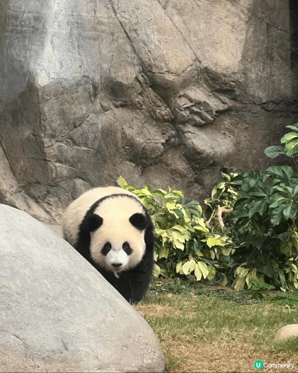倒數一次去海洋公園已經係10月嘅事，但一直都想搵一日再去多次...