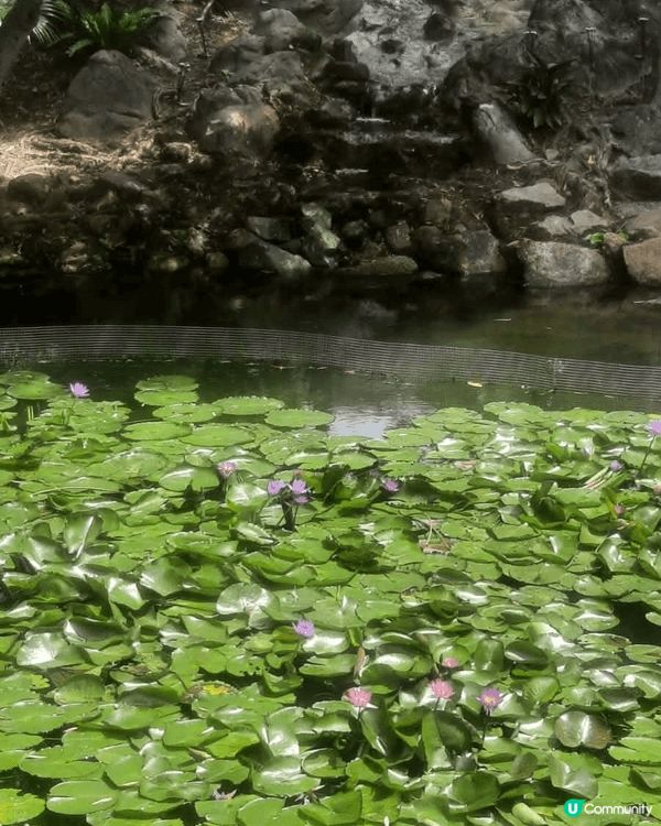 北區公園採用清代揚州式亭台樓閣的園景建築設計，中央部分是一個...