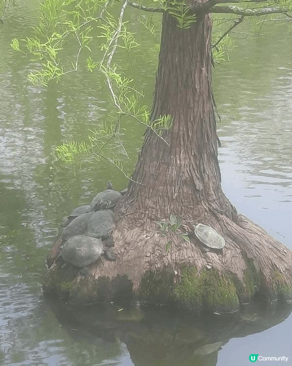 北區公園採用清代揚州式亭台樓閣的園景建築設計，中央部分是一個...