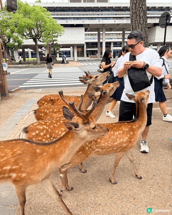 日本奈良，靈性又貪吃的鹿兒們，一邊跟著陽光追逐，一邊跟著大家...