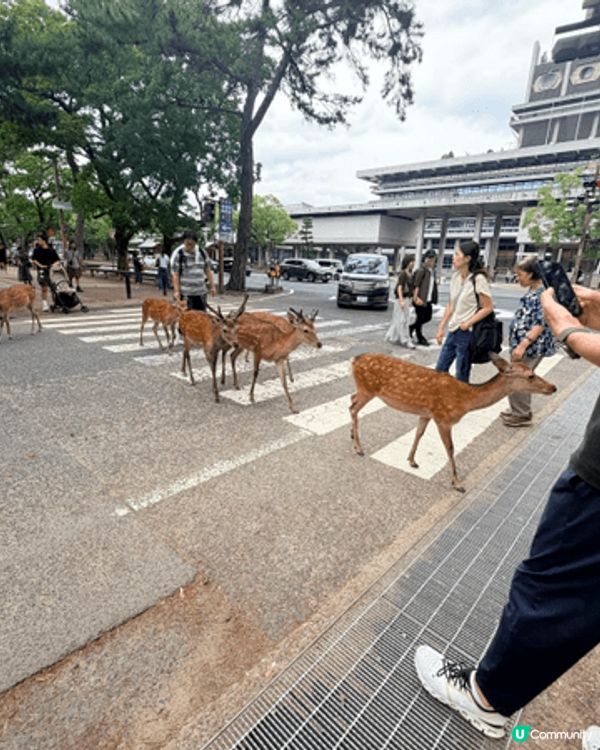 日本奈良，靈性又貪吃的鹿兒們，一邊跟著陽光追逐，一邊跟著大家...
