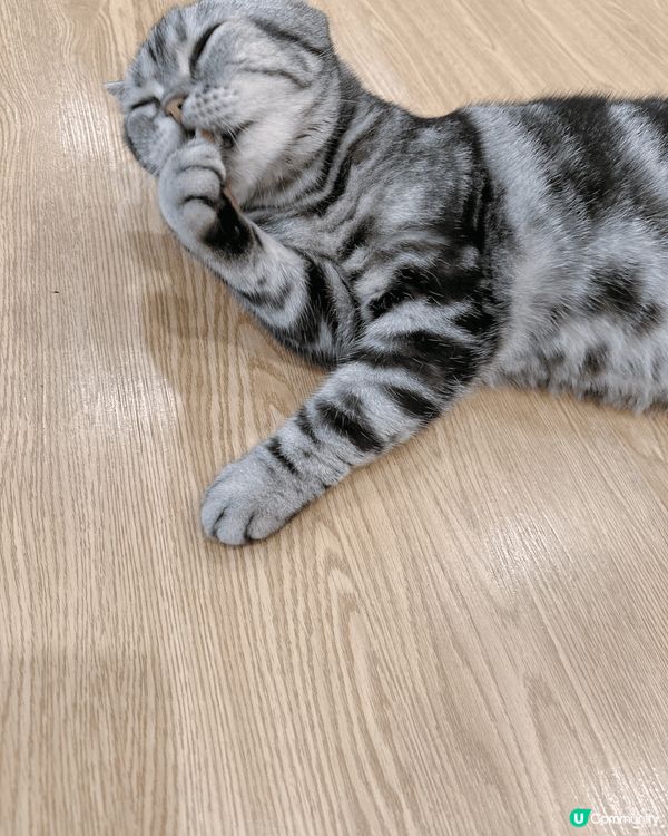 深圳羅湖嘅【猫寻安猫咖•水豚】真係一個親子好去處，因為呢度唔...
