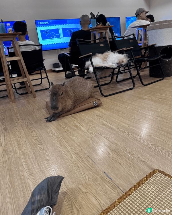 深圳羅湖嘅【猫寻安猫咖•水豚】真係一個親子好去處，因為呢度唔...