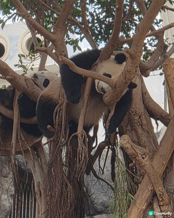 睇熊貓梗係要去Ocean Park啦