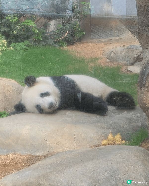 睇熊貓梗係要去Ocean Park啦