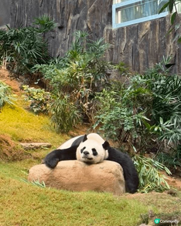 為了慶祝這個特別的生日，我來到依山傍海的香港海洋公園。這裡不...