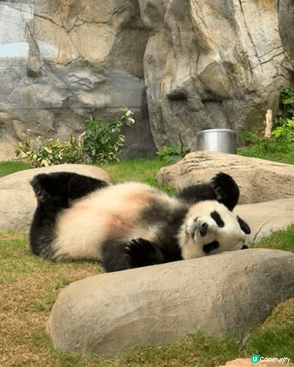 為了慶祝這個特別的生日，我來到依山傍海的香港海洋公園。這裡不...