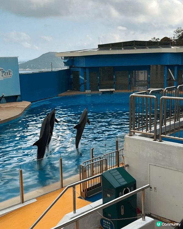 為了慶祝這個特別的生日，我來到依山傍海的香港海洋公園。這裡不...