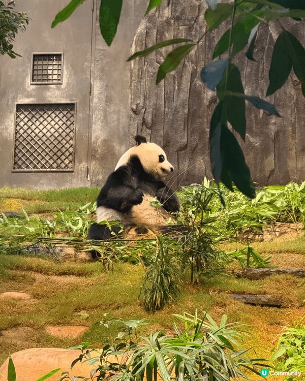 夏日親子活動緊係要黎海洋公園認識動物！ 好讓小朋友睇多啲只有...
