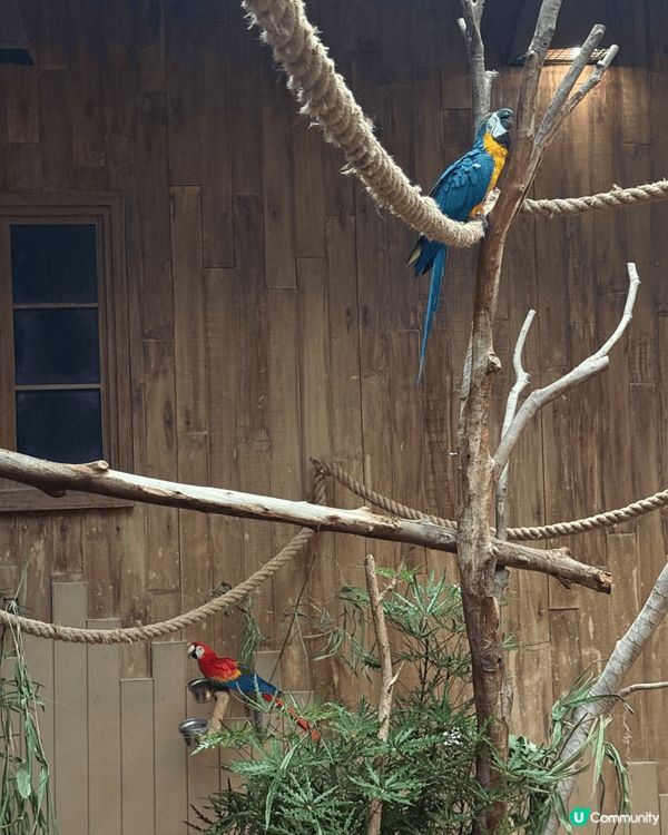 夏日親子活動緊係要黎海洋公園認識動物！ 好讓小朋友睇多啲只有...