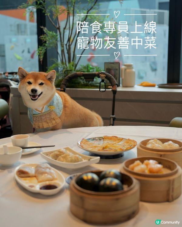 🫖陪食專員又上線·乖乖陪長輩飲菜💖
