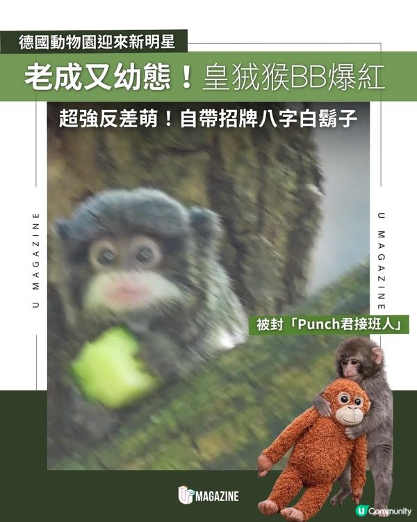 老成又幼態！皇狨猴BB爆紅｜ 超強反差萌！自帶招牌八字白鬍子                                                    