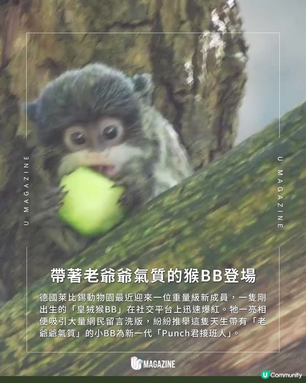 老成又幼態！皇狨猴BB爆紅｜ 超強反差萌！自帶招牌八字白鬍子                                                    